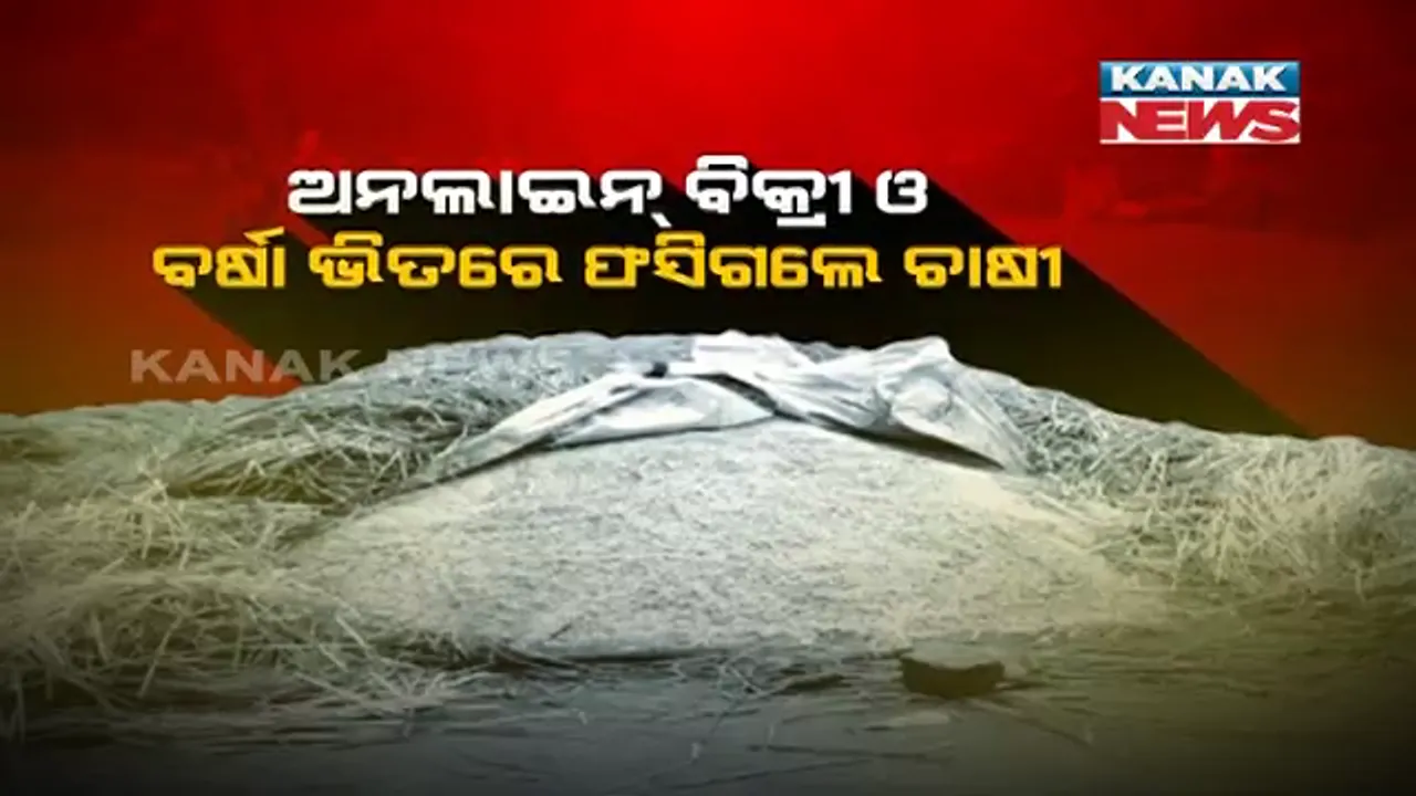  ଚାଷୀଙ୍କୁ କାଳ ହେଲା ଅଦିନିଆ ବର୍ଷା । ମଣ୍ଡିରେ ଭିଜି ନଷ୍ଟ ହୋଇଗଲା ଶହ ଶହ କ୍ୱିଣ୍ଟାଲ ଧାନ, ଟୋକନ ମିଳିନଥିବାରୁ ଚାଷୀ ମନରେ ଜଳୁଛି ଅସନ୍ତୋଷର ନିଆଁ ।
