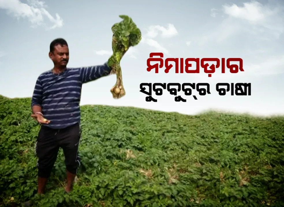  ଫେଲ୍ ମାରୁଛି ସରକାରଙ୍କ ଆଳୁମିଶନ : ହେଲେ ପରିଶ୍ରମରେ ଫଳ ପାଇଲେ ଆଧୁନିକ ଚାଷୀ, ବିନା ହଳରେ କ୍ୱିଣ୍ଟାଲ କ୍ୱିଣ୍ଟାଲ ଆଳୁ ଅମଳ କରୁଛନ୍ତି ସୁଟବୁଟରେ ଚାଷୀ