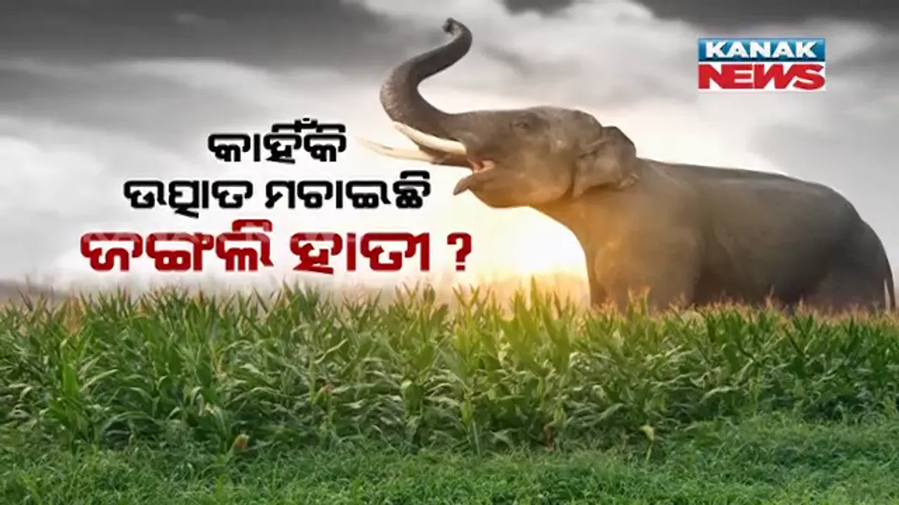 ହାତୀ ମାତିଛି, ଡ଼ର ବଢୁଛି । ପିପିଲି ଛାଡି ଭୁବନେଶ୍ୱରରେ ନରହନ୍ତା ଦନ୍ତା, ୪ ଜଣଙ୍କର ନେଇସାରିଲାଣି ଜୀବନ ।