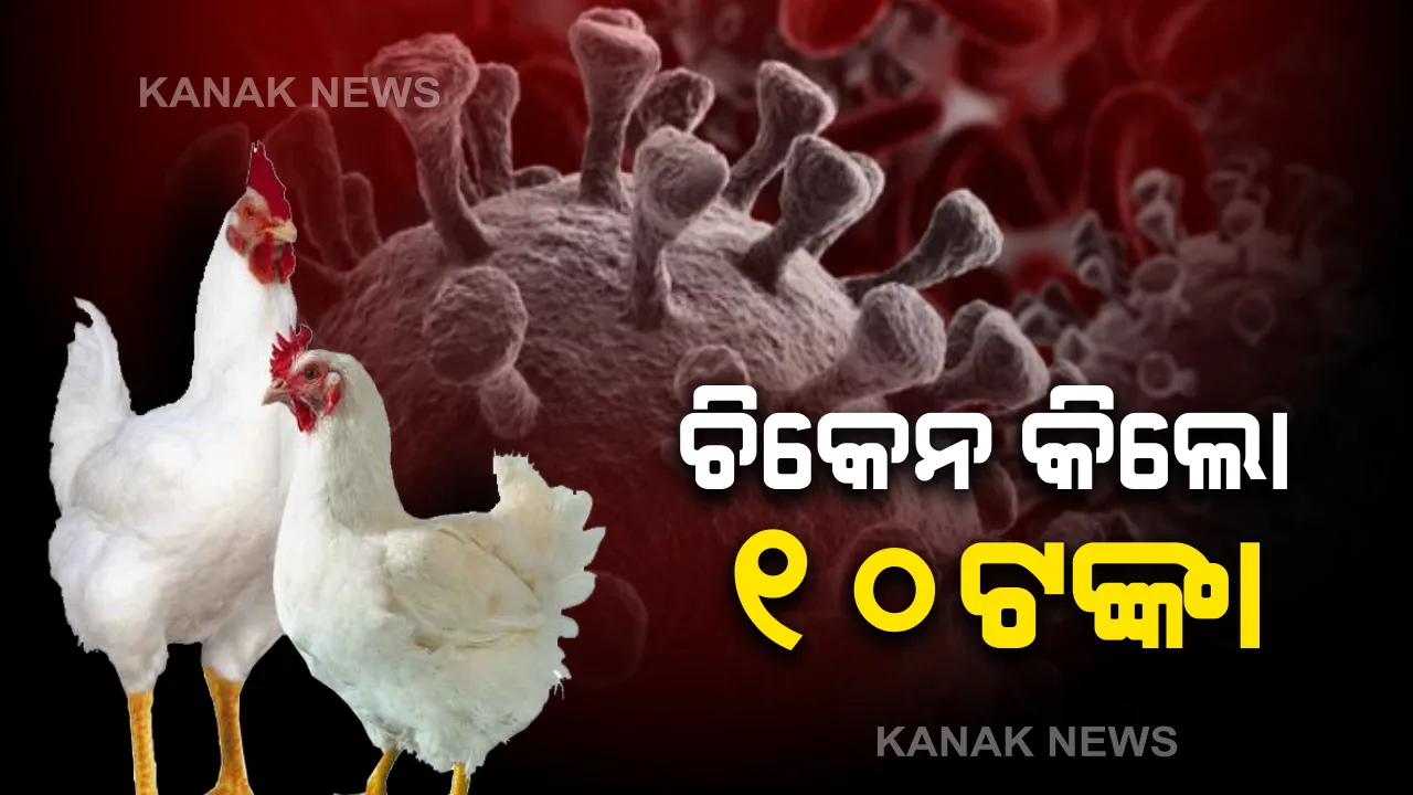  କରୋନା ଭୟରେ ଚିକେନ ଶସ୍ତା । କୋଣାର୍କ ଓ ଆଖପାଖ ଅଂଚଳରେ ଚିକେନ କିଲୋ ୧୦ ଟଙ୍କା