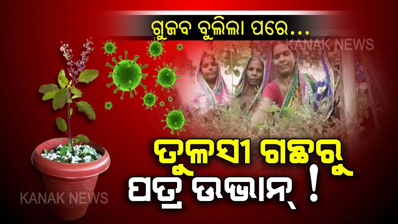  ସୋସିଆଲ ମିଡିଆରେ ବୁଲିଲା ମିଛ ଖବର...ଗୁଜବ ବ୍ୟାପିବା କ୍ଷଣି ତୁଳସୀ ଗଛକୁ ଲଣ୍ଡା କରିଦେଲେ ଲୋକେ । କରୋନା ଭାଇରସ ସହ ଜଗନ୍ନାଥଙ୍କ ସ୍ୱପ୍ନାଦେଶ ଖବରକୁ ଯୋଡି ପ୍ରଚାର ହେଲା ଗୁଜବ