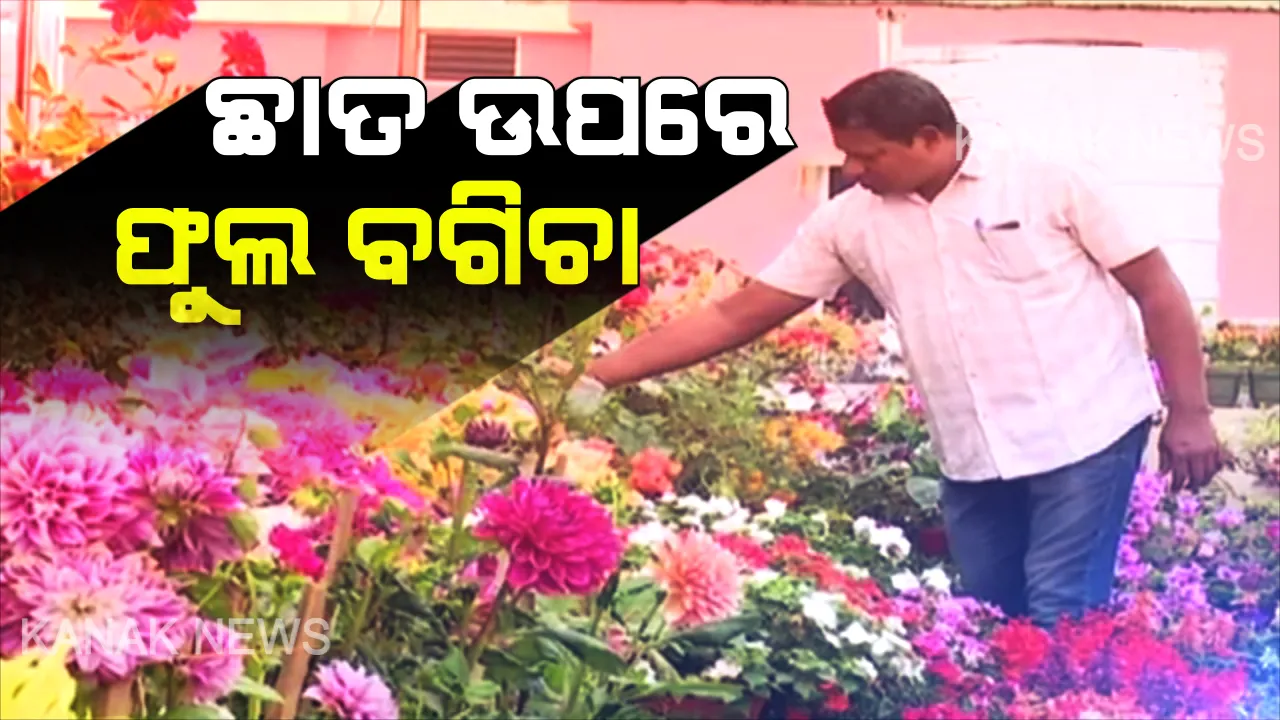  ଛାତ ଉପରେ ଫୁଲ ପରିବା ବଗିଚା । ପରିବାର ସଦସ୍ୟଙ୍କ ଭଳି ଯତ୍ନ ନଉଛନ୍ତି, ୧୫୦ ଅଧିକ ପ୍ରଜାତିର ଫୁଲରେ ସୁନ୍ଦର ବଗିଚା ତିଆରି କରିଛନ୍ତି ଅମୀୟ ପ୍ରସାଦ