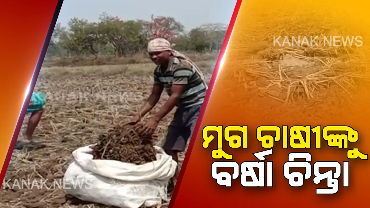  ଚାଷୀଙ୍କ ପାଇଁ କାଳ ହେଲା ଅଦିନିଆ ବର୍ଷା । ଉଜାଡି ଦେଲା ମୁଗ ଚାଷ, ଅମଳ ବେଳେ ଡାଳୁଅ ଧାନକୁ ଭିଜେଇ ଦେଲା ବର୍ଷା ।