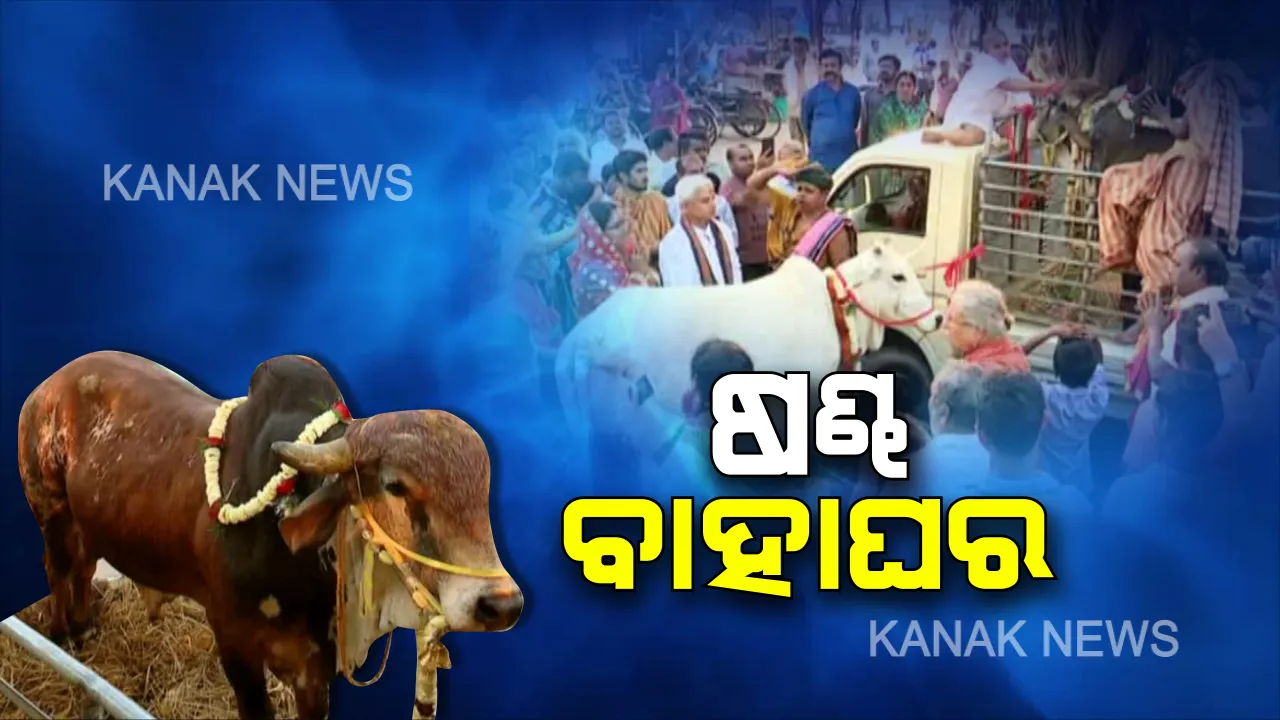  ପୁରୀରେ ଷଣ୍ଢ-ଗୋମାତାଙ୍କ ନିଆରା ବାହାଘର : ଆଦିବାସୀ ନୃତ୍ୟ, ପାଇକ ଆଖଡା, ଦୁଲଦୁଲି ସଂକୀର୍ତ୍ତନରେ କମ୍ପିଲା ବଡଦାଣ୍ଡ