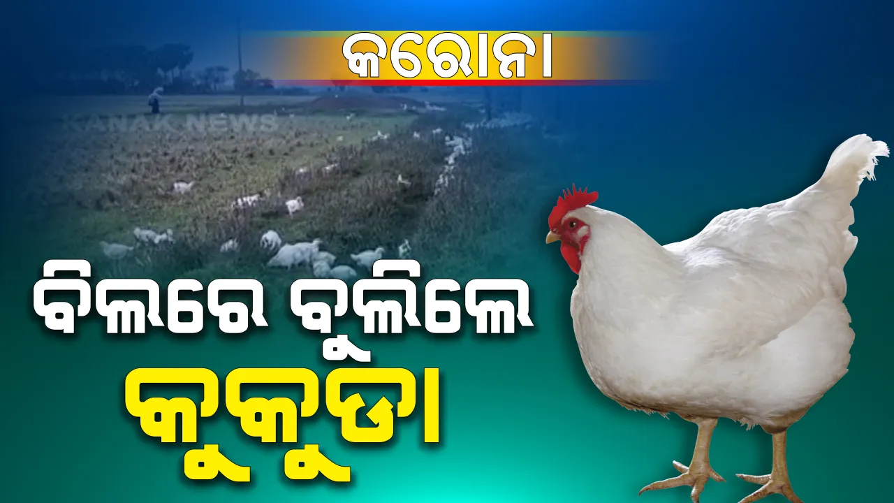  ବିଲରେ ବୁଲିଲେ କୁକୁଡ଼ା : କୁକୁଡ଼ା ଖାଇଲେ କରୋନା ହେବ ଅପପ୍ରଚାର ପରେ ବିଲରେ ୫ ହଜାର କୁକୁଡ଼ା ଛାଡିଲେ ଚାଷୀ । 