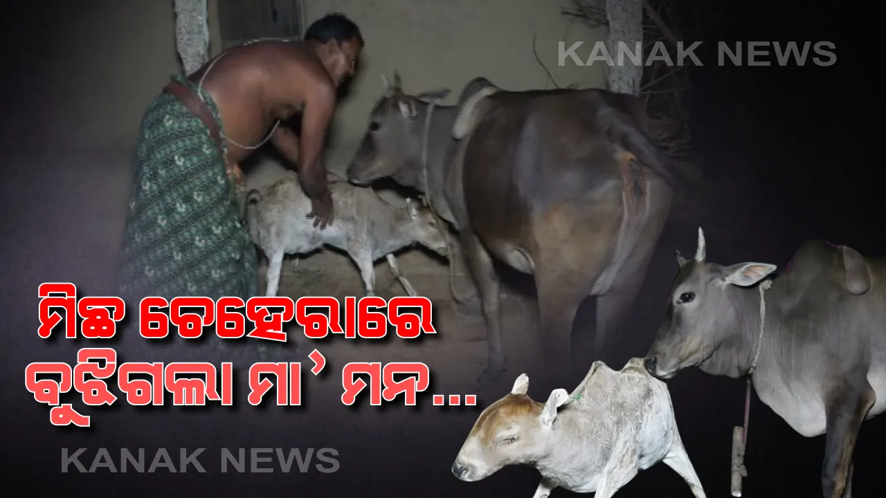  ମାତୃତ୍ୱର ବିଳାପ... ଭଦ୍ରକରୁ ଆସିଲା ମାଆ ମମତାର ଅମୂଲ୍ୟ ଚିତ୍ର...ନଡ଼ାରେ ତିଆରି ବାଛୁରୀକୁ ନିଜ ଛୁଆ ଭାବି ଅସୁମାରୀ ସ୍ନେହ ଆଉ ଶ୍ରଦ୍ଧା ଅଜାଡ଼ି ଦେଉଛି ମାଆ ଗାଈ