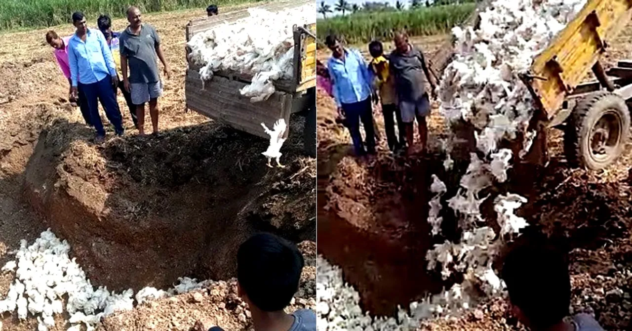  କରୋନା କାରଣରୁ କୁକୁଡ଼ା ଖାଉନାହାନ୍ତି ଲୋକେ : ବିକ୍ରିରେ କ୍ଷତି କାରଣରୁ ୬ ହଜାର କୁକୁଡାଙ୍କୁ ଜିଅନ୍ତା ପୋତିଲେ ଚାଷୀ 