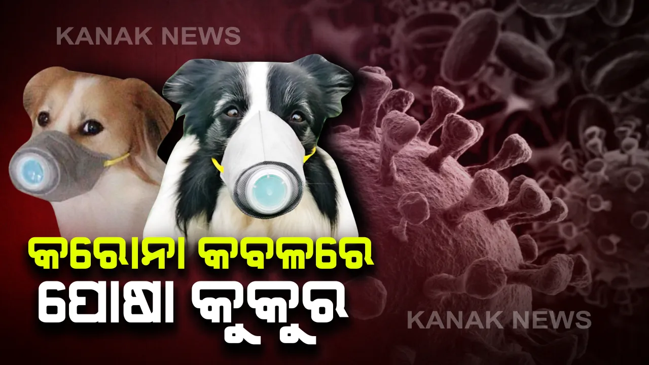  ଚୀନରେ ହଇଚଇ : ମଣିଷ ଠାରୁ ପ୍ରାଣୀକୁ ସଂକ୍ରମିତ ହେଲା କରୋନା, ହଙ୍ଗକଙ୍ଗର ଭାଇରସରେ ଆକ୍ରାନ୍ତ ହେଲା ପୋଷା କୁକୁର