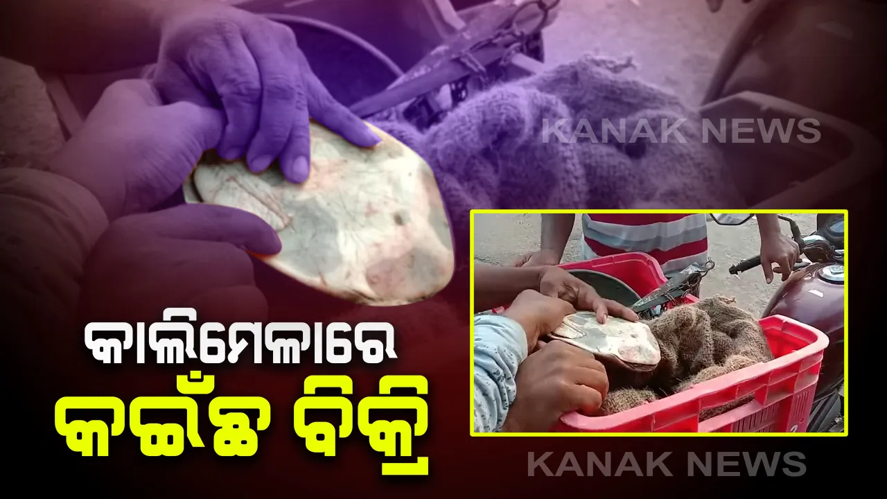  କାଲିମେଳାରେ ବେଧଡକ ଚାଲିଛି କଇଁଛ ବେପାର : କିଲୋପ୍ରତି ବିକ୍ରି ହେଉଛି ୫ ଶହରୁ ୬ଶହ ଟଙ୍କା