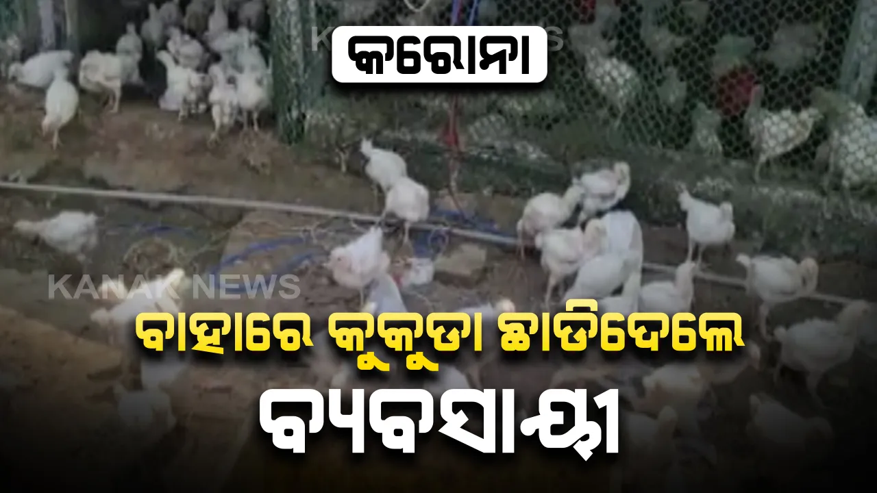  କରୋନା ଭୟରେ ପ୍ରାୟ ୪ ହଜାରରୁ ଅଧିକ କୁକୁଡାକୁ ବାହାରକୁ ଛାଡିଦେଲେ ବ୍ୟବସାୟୀ : ଗଞ୍ଜାମ କଣ୍ଟିଆଗଡରୁ ଆସିଲା ଦୃଶ୍ୟ, ବୋହି ନେବାକୁ ଗାଁ ଲୋକଙ୍କ ମଧ୍ୟରେ ପ୍ରତିଯୋଗିତା