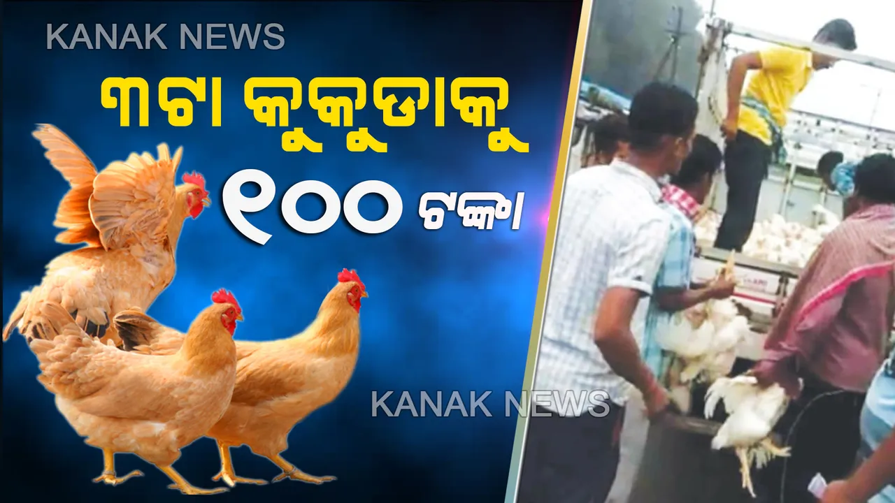 ମୀନାବଜାର ଭଳି ‘ହର୍ ଏକ ମାଲ୍’ ଦରରେ ବିକ୍ରି ହେଉଛି କୁକୁଡା । ଗୋଟିଏ କିଣିଲେ ୫୦ ଆଉ ଶହେ ଟଙ୍କା ଦେଲେ ମିଳୁଛି ମନପସନ୍ଦର ୩ଟା କୁକୁଡା