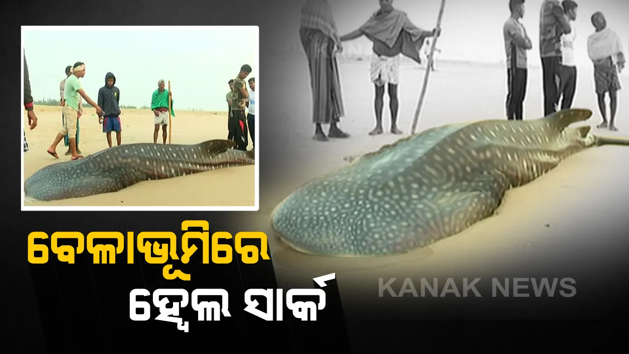  ଗଂଜାମ ଉପକୂଳରେ ମତ୍ସ୍ୟଜୀବୀଙ୍କ ଜାଲରେ ପଡ଼ିଲା ହ୍ୱେଲ ସାର୍କ । ୨୫ ଫୁଟର ବିରାଟ୍ ମାଛକୁ ସମୁଦ୍ର ଭିତରକୁ ଛାଡ଼ିବା ପାଇଁ ଉଦ୍ୟମ ବେଳେ ମରିଗଲା ସାର୍କ