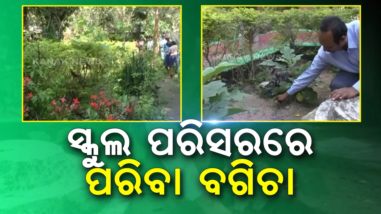  ବିଦ୍ୟାଳୟ ପରିସରରେ ପରିବା ବଗିଚା । ପିଲାଙ୍କୁ ମଧ୍ୟାହ୍ନ ଭୋଜନରେ ତଟକା ପରିବା ଦେବାକୁ ପ୍ରୟାସ, ଶିକ୍ଷକଙ୍କ ପରିବା ବଗିଚାକୁ ନେଇ ଚର୍ଚ୍ଚା ।