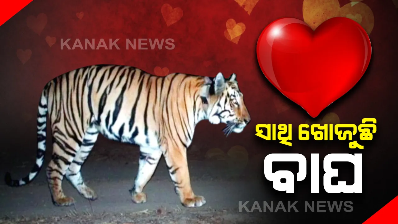  ସାଥି ପାଇଁ ବାଘ ଚାଲିଲା ୨୦୦୦ କିଲୋମିଟର : ସୋସିଆଲ୍ ମିଡିଆରେ ସେୟାର୍ ହେଲା ବାଘ ବୁଲୁଥିବା ସ୍ଥାନର ନକ୍ସା , ଲୋକ କହିଲେ , ବାଘକୁ ଦରକାର ଟିଣ୍ଡର ଆପ୍ । 