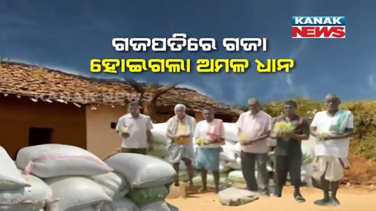  ଦାଉ ସାଜିଲା ଅଦିନିଆ ବର୍ଷା । ଧାନ ଅମଳର ୩ମାସ ପରେ ବି ବିକ୍ରୀ କରିବାରେ ବିଫଳ ଚାଷୀ, ବାହାରେ ପଡ଼ି ଗଜା ହୋଇଗଲାଣି ଚାଷୀର ପରିଶ୍ରମ ।
