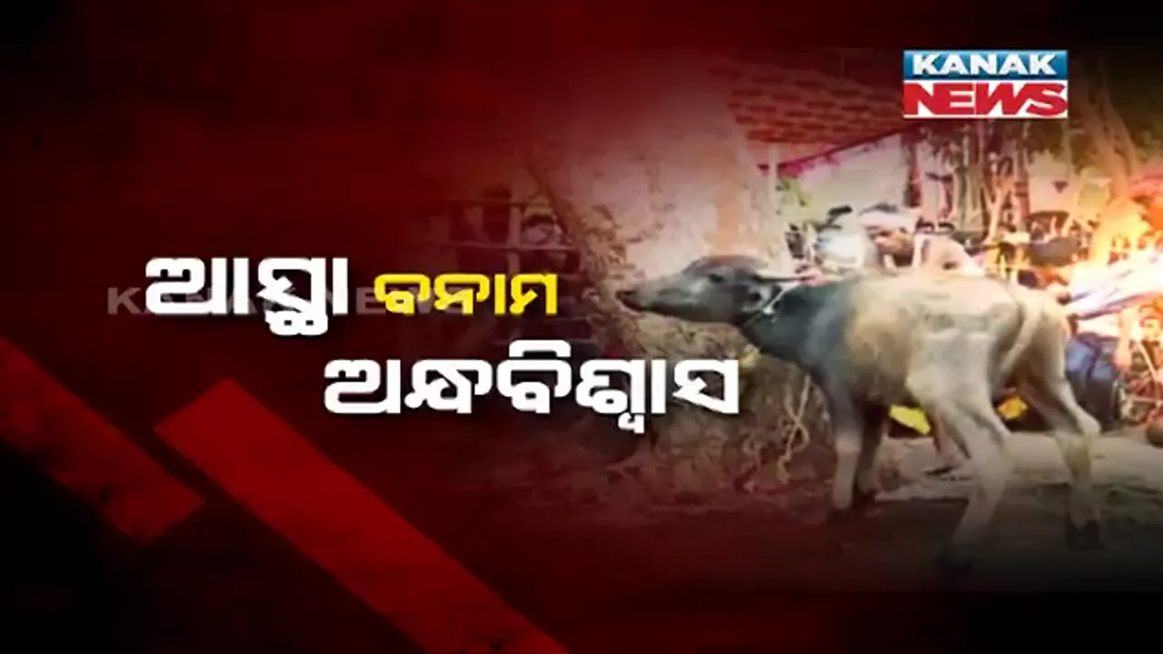 ଆଦିବାସୀଙ୍କ ଅଜବ ପରମ୍ପରା । ରକ୍ତ ରଂଜିତ ହେଲା ମାଲକାନଗିରିର ମାଉଳି ମାଆଙ୍କ ପୀଠ, ଶରୀରକୁ ଆକ୍ଷାତ ଦେଇ ଦିଶାରୀଙ୍କ ପୂଜାର୍ଚ୍ଚନା ।