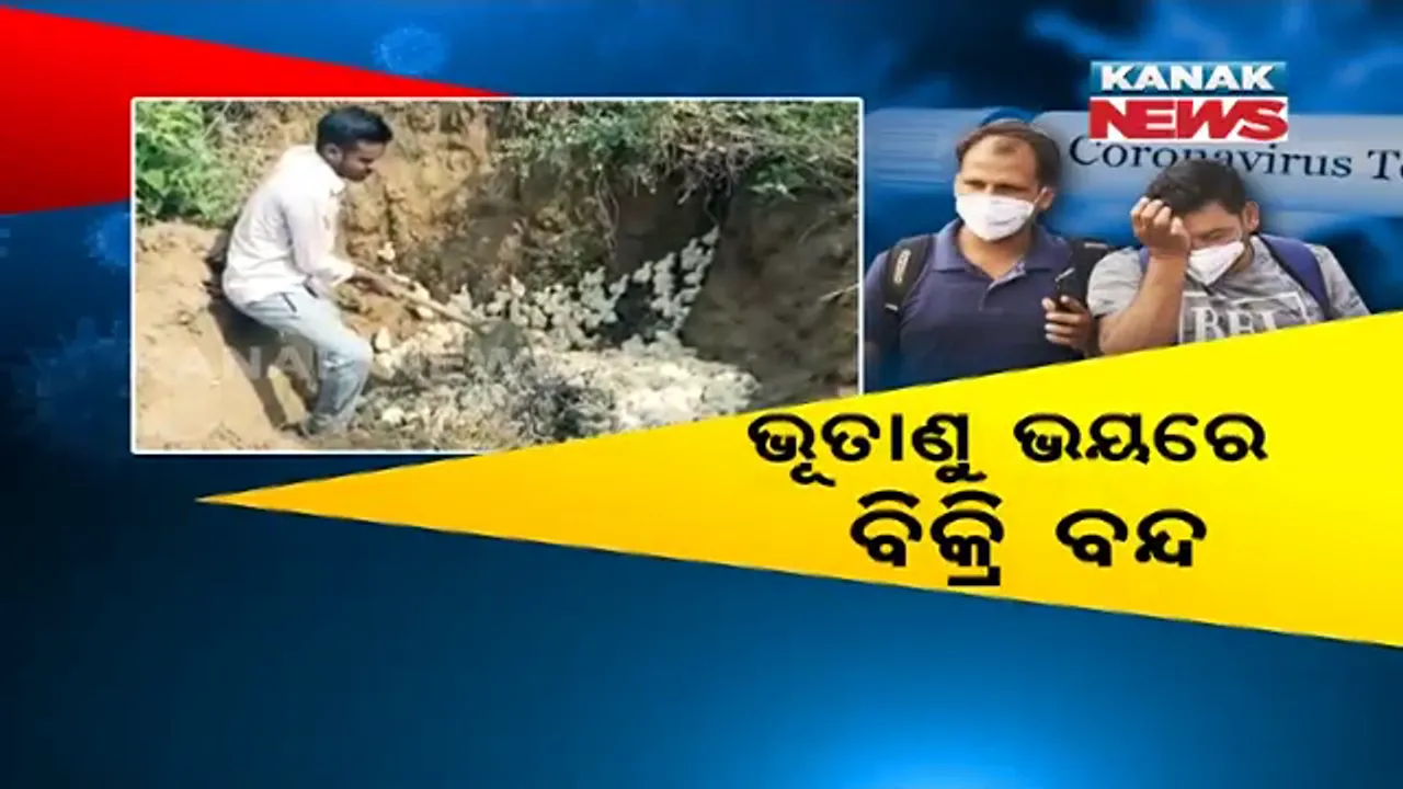  ଖାଁ ଖାଁ ମାଂସ ଦୋକାନ : କୁକୁଡା ଚାଷକୁ ଘାରିଛି କରୋନା ଭୟ, ଭୂତାଣୁ ବ୍ୟାପିବା ଆଶଙ୍କାରେ ଚିକେନ ଖାଉନାହାନ୍ତି ଲୋକ . . . .ବାଧ୍ୟ ହୋଇ ଖାଲି କଲେ ଫାର୍ମ, ବିଲରେ ବୁଲିଲେ କୁକୁଡା