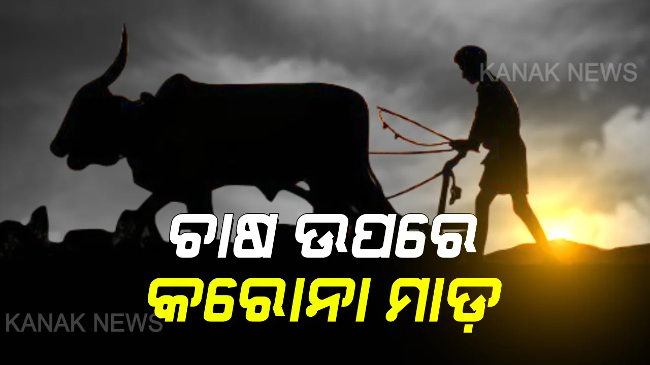  ଚାଷ ଉପରେ କରୋନା ମାଡ଼: ତାଲାବନ୍ଦ ଯୋଗୁଁ ନବରଙ୍ଗପୁର ଚାଷୀଙ୍କ ଭିତରେ ହାହାକାର; ତୋଳା ହୋଇ ପାରୁନି ଲଙ୍କା, ନଷ୍ଟ ହେଉଛି କୁଇଂଟାଲ କୁଇଂଟାଲ ପରିବା