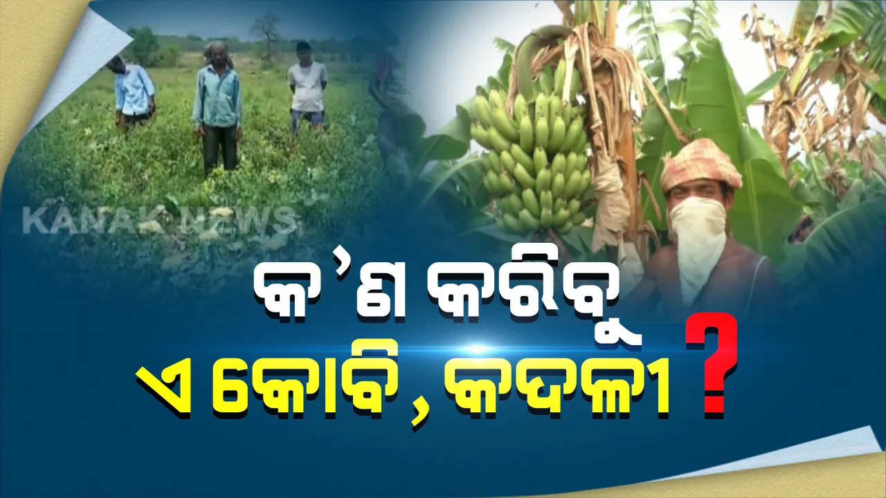  ଚାଷୀଙ୍କ ସାମ୍ନାରେ ଲକଡାଉନ୍ ଲକ୍ଷ୍ମଣରେଖା! ବିକ୍ରୀ ଅଭାବରୁ କେଉଁଠି କାନ୍ଦୁଛି କଦଳୀ ଚାଷୀ ତ କେଉଁଠି ବିଲରେ ଗାଇଗୋରୁ ଖାଉଛନ୍ତି କ୍ୱିଣ୍ଟାଲ କ୍ୱିଣ୍ଟାଲ କୋବି ।