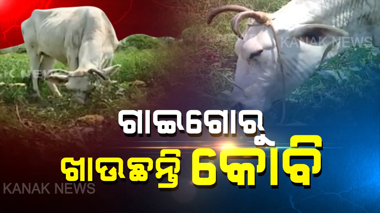  ଗାଇ ଖାଉଛି ଫୁଲ କୋବି । ଲକଡାଉନ ଯୋଗୁଁ ସହର ବାହାରକୁ ଯାଇପାରୁନି ପନିପରିବା, ବିକ୍ରି ଅଭାବରୁ ଗାଇଗୋରୁ ପାଟିକୁ ଯାଉଛି ଚାଷୀଙ୍କ କଷ୍ଟ ଉପାର୍ଜିତ ଫସଲ ।