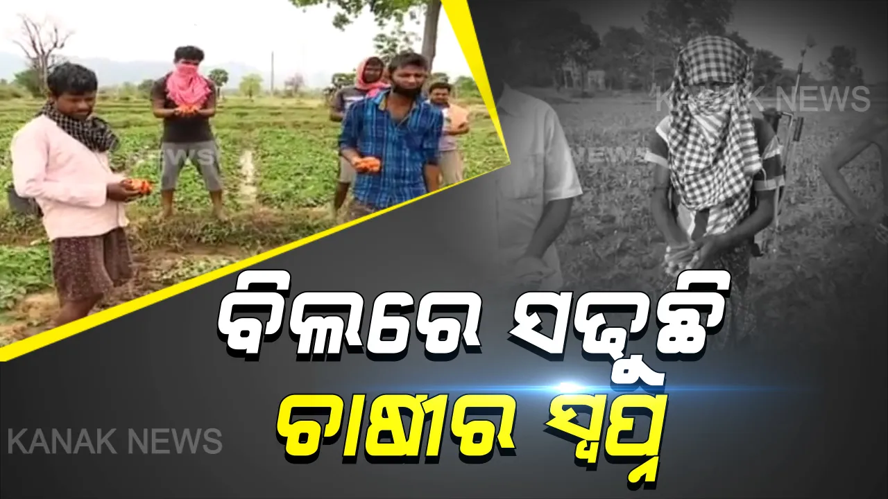  ବିଲରେ ସଢୁଛି ଚାଷୀର ସ୍ୱପ୍ନ । ମାଲକାନଗିରିରେ ଏକର ଏକର ଜମିରେ ସଢୁଛି ପୋଟଳ, କାମାକ୍ଷାନଗରରେ ନଷ୍ଟ ହୋଇଗଲା ବହୁ ପରିମାଣର ପରିବା । କେମିତି ଚଳିବେ ଚିନ୍ତାରେ ଚାଷୀ...