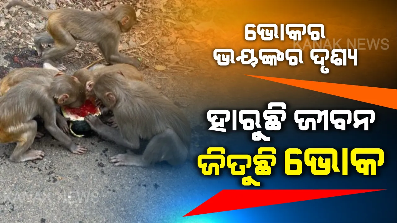 ଭୋକର ଭଉଁରୀ ଭିତରେ ଆଉଟୁ ପାଉଟୁ ଜୀବଜଗତ । ମୁହଁ ଖୋଲୁନି ବୋଲି ମାଗି ପାରୁନାହାନ୍ତି ପଶୁ । ତାଲାବନ୍ଦ ଥିବାରୁ ଭୋକ ଭର୍ତ୍ତି ପେଟରେ ତରଭୂଜକୁ ବି ଭାଗ ଭାଗ କରି ଖାଉଛନ୍ତି ମାଙ୍କଡ ପଲ । ଭୂତାଣୁ ଭୟ ଭିତରେ ସାମ୍ନାକୁ ଆସିଲା ଭୋକର ଭୟଙ୍କର ଚିତ୍ର