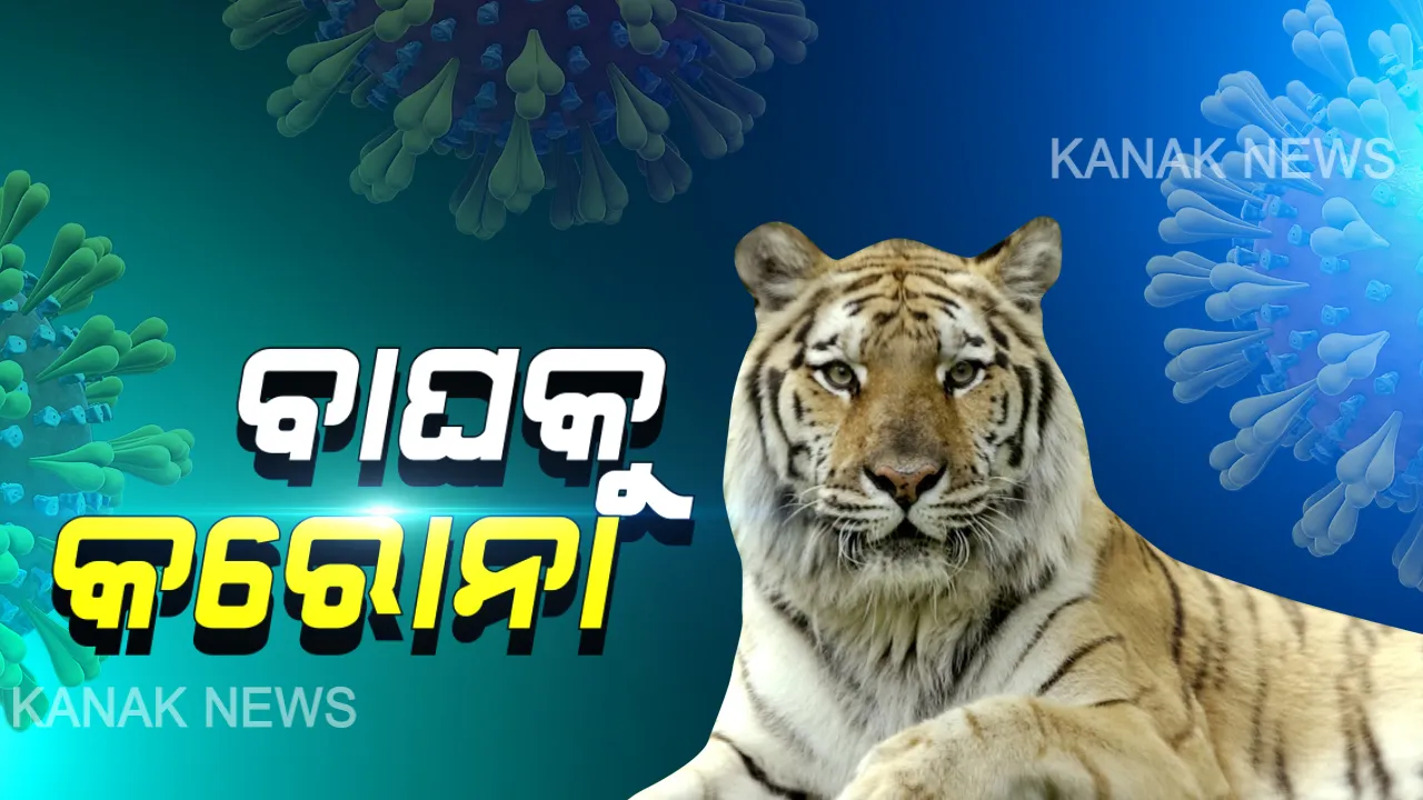  ଆମେରିକାରୁ ଆସିଲା ଚମକାଇଦେଲା ଭଳି ସତ: ନ୍ୟୁୟର୍କ ବ୍ରୋନକ୍ସ ପ୍ରାଣୀ ଉଦ୍ୟାନରେ ମାଲ୍ୟାୟାନ ଟାଇଗର ନାଦିଆଠାରେ ଚିହ୍ନଟ ହେଲା କରୋନା ଭୁତାଣୁ