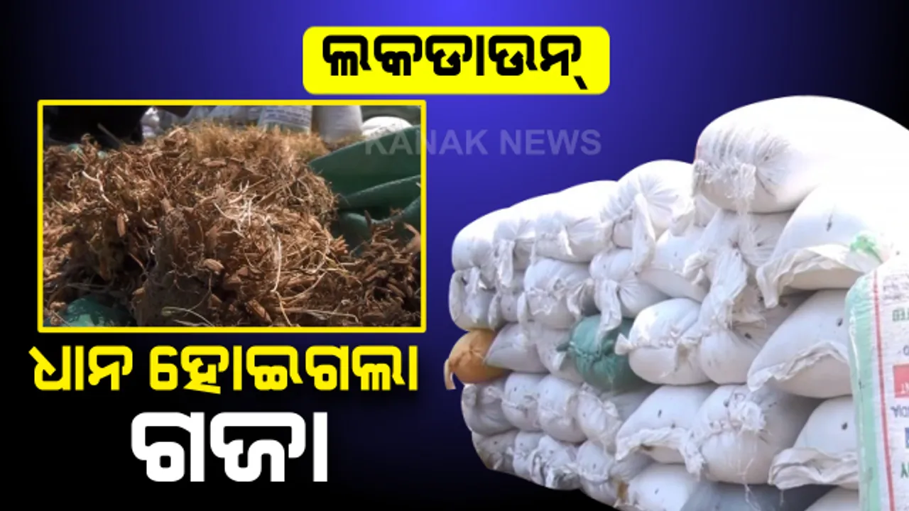  ମାଲକାନଗିରି ଚାଷୀଙ୍କ ଆଖିରେ ଅଦିନିଆ ବର୍ଷା ସାଙ୍ଗକୁ ଲକଡାଉନ୍ ଲୁହ । ଗଜା ହୋଇଗଲା ମାସ ମାସ ଧରି ମଣ୍ଡିରେ ଗଦା ହୋଇଥିବା ଧାନ । କେମିତି ପୋଷିବେ ପରିବାର?