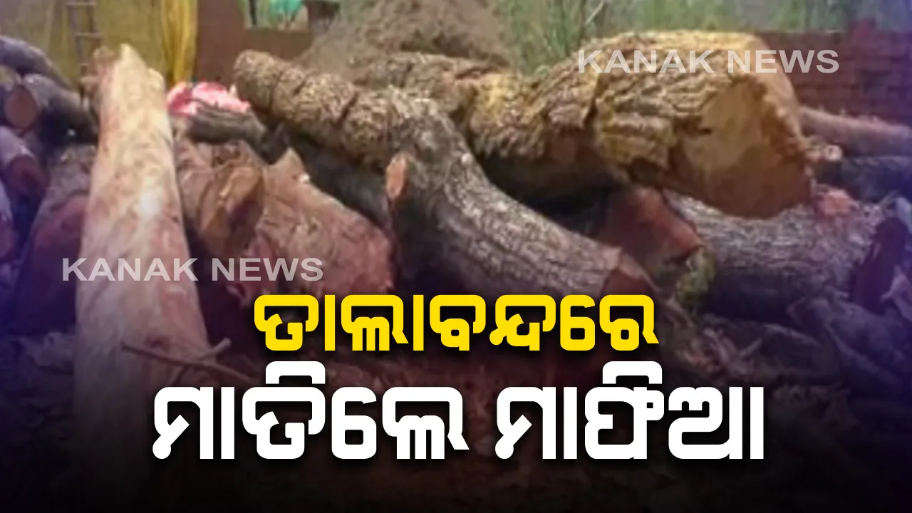  ତାଲାବନ୍ଦ ବେଳେ ମାତିଛନ୍ତି କାଠ ମାଫିଆ ଓ ଇଟାଭାଟି ମାଲିକ: ବେଧଡକ ଜଙ୍ଗଲ ଖୋଳି, ଗଛ କାଟି ଇଟା ପୋଡୁଛନ୍ତି ମାଫିଆ