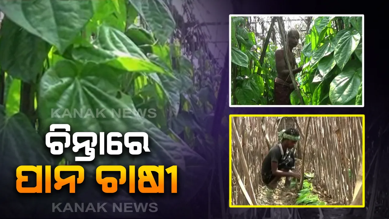  ତାଲାବନ୍ଦ ଯୋଗୁଁ ପାନ ବିକ୍ରି ସମ୍ପୂର୍ଣ୍ଣ ଠପ୍ : ବରଜରେ ନଷ୍ଟ ହେବାକୁ ବସିଲା ପାନ, ନିମାପଡା ଅଞ୍ଚଳରେ ଚିନ୍ତାରେ ଚାଷୀ