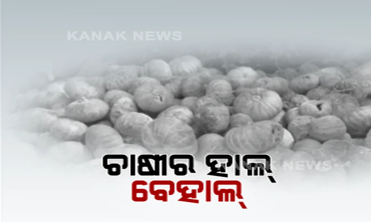  ଚାଷ ଉପରେ କରୋନା ମାଡ! ଅମଳ ଫସଲକୁ ବିକ୍ରି କରିପାରୁନାହିଁ ଚାଷୀ, ଆଶା ଭରସା ଉପରେ ଭୂତାଣୁ ମାଡ, ବାଙ୍କୀ ରାସ୍ତାରେ ଗଡୁଛି କଖାରୁ । ପରିବହନ ସମସ୍ୟା ଯୋଗୁଁ ବିକ୍ରି ହେଉନି ପରିବା ।