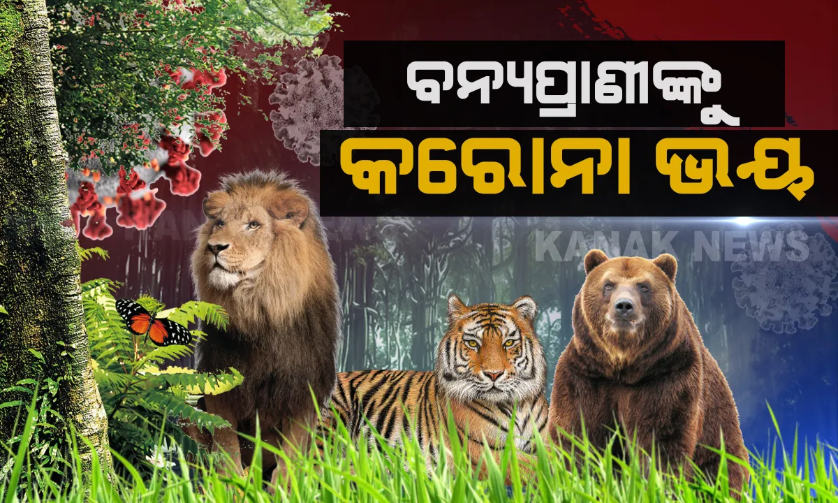  ବନ୍ୟପ୍ରାଣୀଙ୍କୁ କରୋନା ଭୟ...ଅଭୟାରଣ୍ୟ ଉପରେ ଦୃଷ୍ଟି ରଖିବାକୁ ପରାମର୍ଶ: ସିସି କ୍ୟାମେରା ଦ୍ୱାରା ଜୀବଜନ୍ତୁଙ୍କ ଗତିବିଧି ଉପରେ ୨୪ ଘଂଟା ନଜର ରଖିବାକୁ ନିର୍ଦ୍ଦେଶ