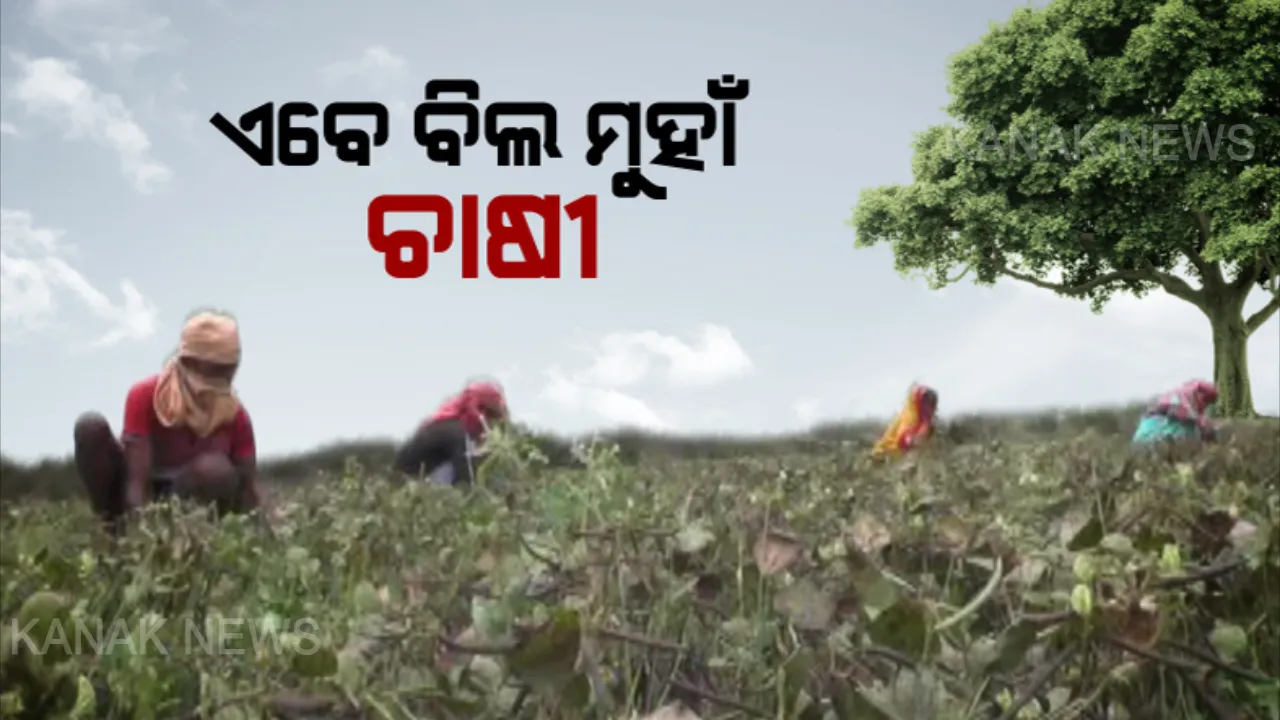  କଟକଣା କୋହଳ ହେବା ପରେ ଏବେ ବିଲ ମୁହାଁ ଚାଷୀ । ହେଲେ ଫସଲ ଅମଳ ପରେ ବିଲରେ ପଡୁନି ବ୍ୟବସାୟୀ କି ଗ୍ରାହକଙ୍କ ପାଦ ।
