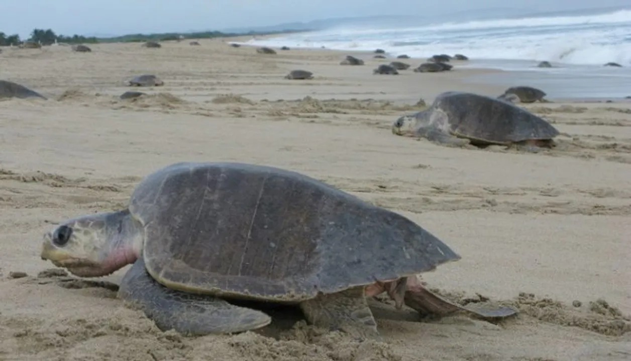  olive-ridley-turtles-mass-nesting 