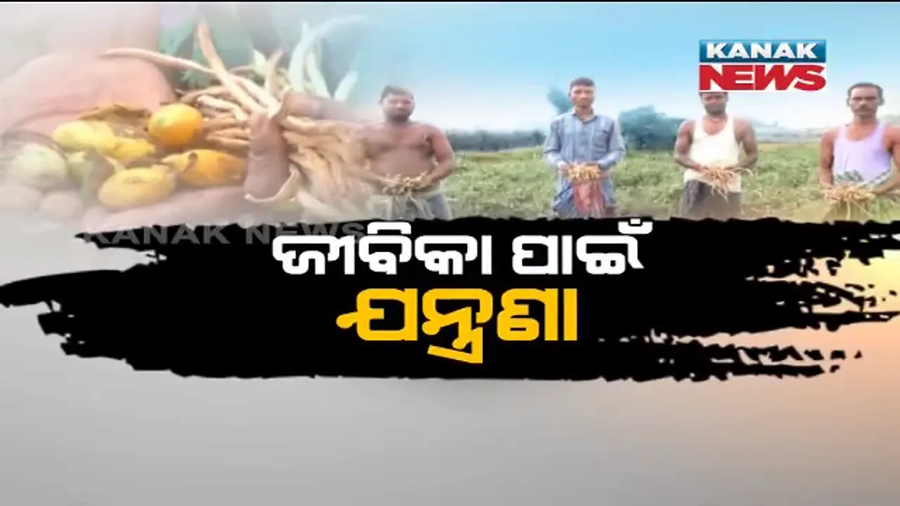  କରୋନା କଟକଣା, ଚାଷୀ ପାଇଁ କାଳ! ପନିପରିବା ଚାଷୀଙ୍କ ଆଶା ଆକାଂକ୍ଷାକୁ ଧୂଳିସାତ କରି ଦେଇଛି ଲକ ଡାଉନ୍ । ଗାଡ଼ି ଗଡୁନଥିବାରୁ ପରିବା ବିକ୍ରି କରିପାରୁନି ଚାଷୀ ।