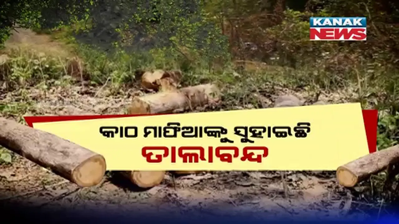  ତାଲାବନ୍ଦ ବେଳେ ମାତିଲେ କାଠ ମାଫିଆ । ଘରୁ କେହି ବାହାରୁ ନଥିବାରୁ, ଶୂନଶାନର ସୁଯୋଗ ନେଇ ଗଛ କାଟି ସଫା କରୁଛନ୍ତି ଜଙ୍ଗଲ । ବନ କର୍ମଚାରୀଙ୍କ ସହ ରହିଛି କି ମାଫିଆଙ୍କ ଭିତିରି ଲିଙ୍କ ?