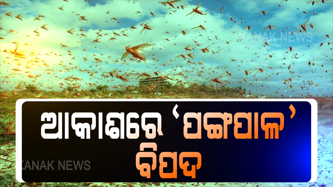  ପଙ୍ଗପାଳ ପାଟିରେ ସବୁ ପରିଶ୍ରମ । ପଞ୍ଜାବ, ହରିୟାଣା, ରାଜସ୍ଥାନ ଓ ଉତ୍ତର ପ୍ରଦେଶରେ ଚାଷୀ ମୁଣ୍ଡରେ ଚଡକ । କ୍ଷେତରେ ପଶି ଖାଇଯାଉଛନ୍ତି ମାଡି ଆସୁଥିବା ପଲ ପଲ ପଙ୍ଗପାଳ । ବେଶି ଦୂର ନୁହେଁ ଓଡିଶାର ଭାତହାଣ୍ଡି !
