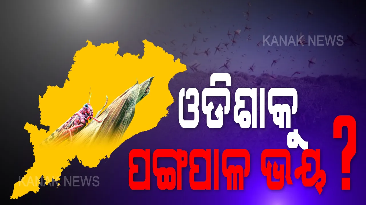  ଜୁନ ୧୫ କିମ୍ବା ପରେ ଓଡିଶା ଆସିପାରନ୍ତି ପଙ୍ଗପାଳ: ଏଗ୍ରିକଲଚର ଆଣ୍ଡ ଫୁଡ ପ୍ରଡକସନ ଡାଇରେକ୍ଟରଙ୍କ ସୂଚନା; କହିଲେ ମୁକାବିଲା ପାଇଁ ପ୍ରସ୍ତୁତ ଅଛନ୍ତି ସରକାର, ଚାଷୀଙ୍କୁ ଦିଆଯାଉଛି ଜରୁରୀ ସୂଚନା
