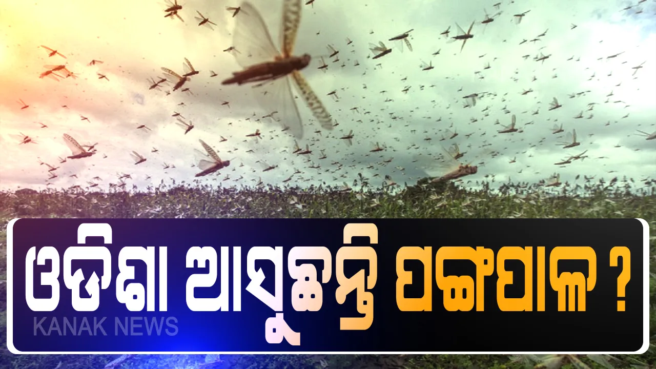  ଆସନ୍ତା ସପ୍ତାହରେ ଓଡିଶାକୁ ଆସିପାରନ୍ତି ପଙ୍ଗପାଳ: ସତର୍କ କରାଇଲା ଫୁଡ ଆଣ୍ଡ ଏଗ୍ରିକଲଚର ଅର୍ଗାନାଇଜେସନ; ବାତ୍ୟା ଅମ୍ପାନ ପରେ ପଶ୍ଚିମ ବାୟୁ ପ୍ରବାହ ସହ ଓଡିଶା ମୁହାଁ ପ୍ରବାସୀ ପତଙ୍ଗ