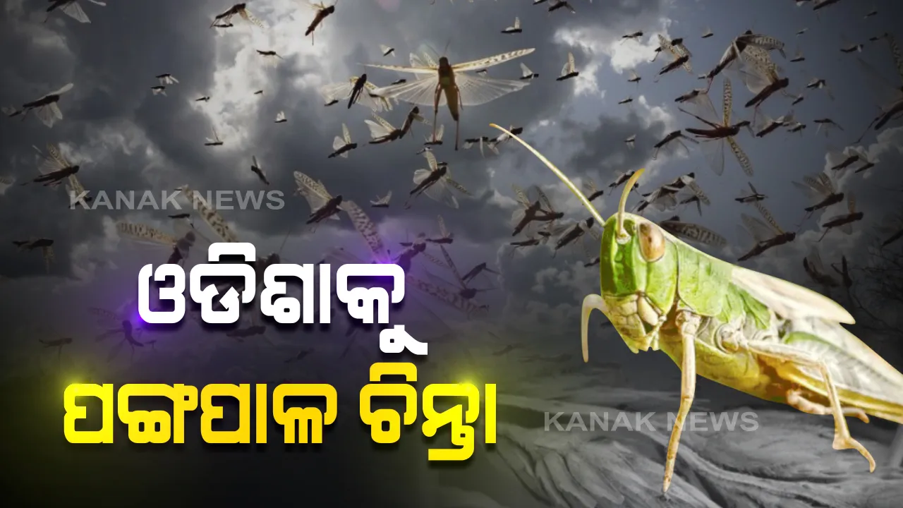  ଓଡିଶାରେ ସମ୍ଭାବ୍ୟ ପଙ୍ଗପାଳ ଆକ୍ରମଣ ନେଇ ବୈଠକ: ମନ୍ତ୍ରୀଙ୍କ ଅଧ୍ୟକ୍ଷତାରେ କୃଷି ବିଭାଗର ପ୍ରମୁଖ ସଚିବ, ସ୍ୱତନ୍ତ୍ର ସଚିବ, ନିର୍ଦ୍ଦେଶକଙ୍କୁ ନେଇ ଆଲୋଚନା; ସେପଟେ ଓୟୁଏଟି ଜାରି କଲା ମାର୍ଗଦର୍ଶିକା