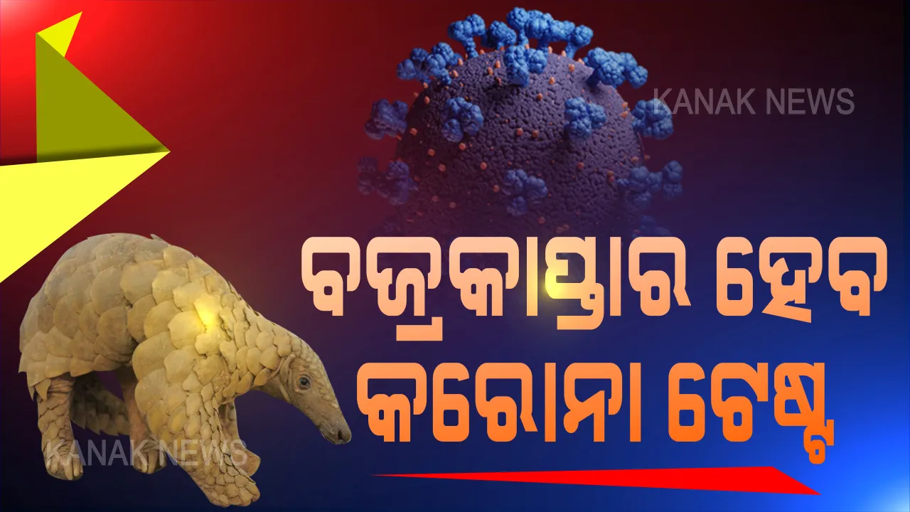  ବଜ୍ରକାପ୍ତାର ହେବ କରୋନା ପରୀକ୍ଷା । ଆଠଗଡରେ ସଂଗରୋଧ କେନ୍ଦ୍ରରୁ ଉଦ୍ଧାର ବଜ୍ରକାପ୍ତାର କୋଭିଡ ଟେଷ୍ଟ ହେବ । ଜଙ୍ଗଲରେ ଛାଡିବା ପୂର୍ବରୁ ନମୂନା ପରୀକ୍ଷା ପାଇଁ ବନ ବିଭାଗର ନିଷ୍ପତ୍ତି