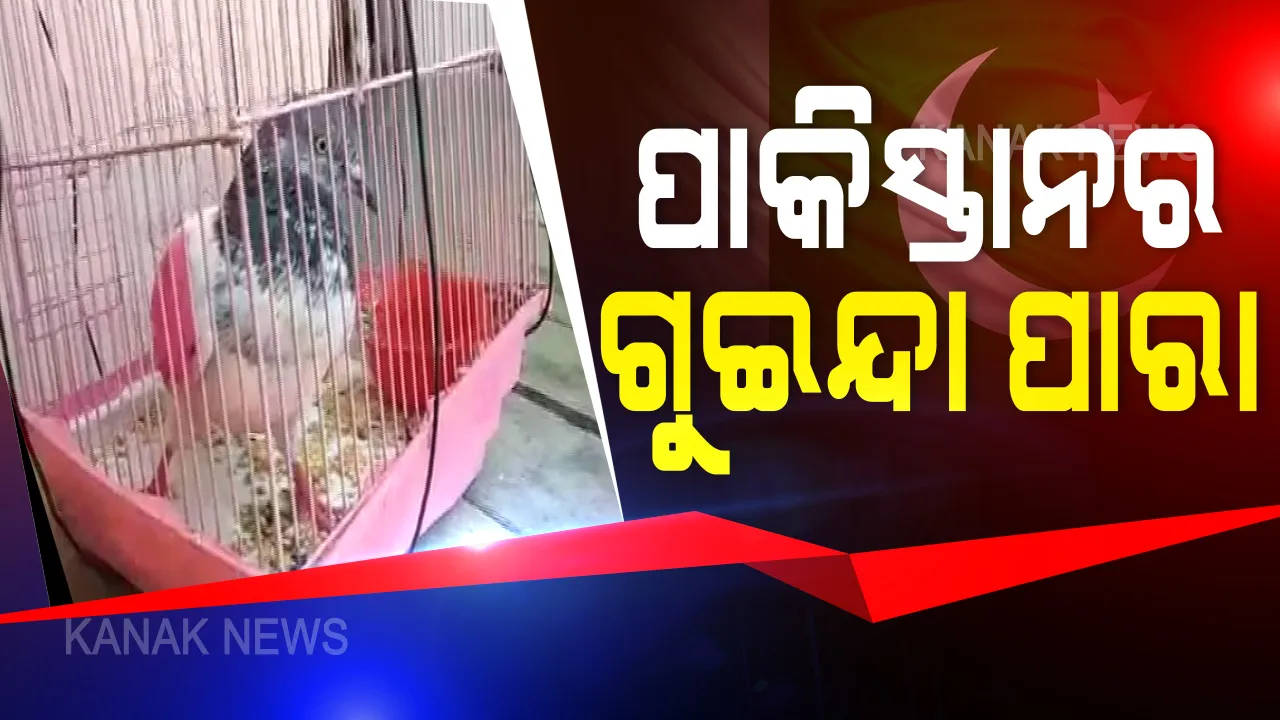  ସୁଧୁରିବନି ପାକିସ୍ତାନ!  ଭାରତ ବିରୋଧରେ ଧ୍ରୁତ ପାକିସ୍ତାନର ବଡ଼ ଷଡଯନ୍ତ୍ର । ଜମ୍ମୁ-କାଶ୍ମୀର ସୀମାରେ ସେନା ହାତରେ ଧରାପଡିଲା ପଡୋଶୀର ଗୁଇନ୍ଦା ପାରା । ଗୋଡ଼ରେ ନମ୍ବର ଲେଖା ରିଙ୍ଗ ଓ ଦେହରେ ନାଲି ରଙ୍ଗ ଦେଖି ବଢିଲା ସନ୍ଦେହ ।
