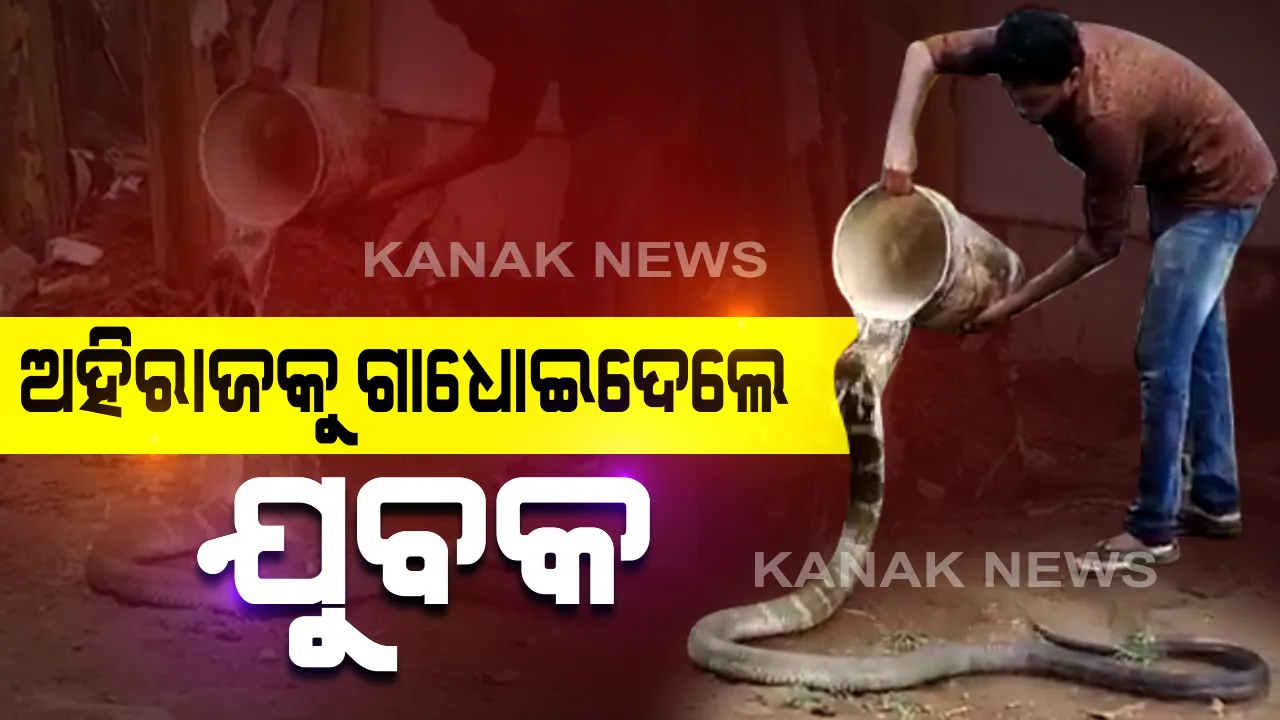  ଅହିରାଜକୁ ଗାଧୋଇ ଦେଉଛନ୍ତି ଯୁବକ ! ହାତରେ ବାଲଟି ଧରି ଆରାମରେ ଢାଳୁଛନ୍ତି ପାଣି, ଦେଖନ୍ତୁ ଭିଡିଓ