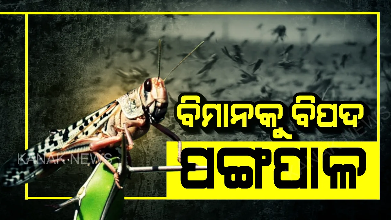  ବିମାନଉଡାଣ ପ୍ରତି ପଙ୍ଗପାଳ ବିପଦ । ଉଭୟ ଉଡାଣ ଓ ଅବତରଣ ବେଳେ ହୋଇପାରେ ସମସ୍ୟା । ଚିଠି ଲେଖି ଆଗୁଆ ସତର୍କ କଲା ବେସାମରିକ ବିମାନ ଚଳାଚଳ ବିଭାଗ । ପଙ୍ଗପାଳ ଉଡୁଥିବା ସୂଚନା ଥିଲେ ବିମାନ ନଉଡାଇବାକୁ ପାଇଲଟଙ୍କୁ ପରାମର୍ଶ