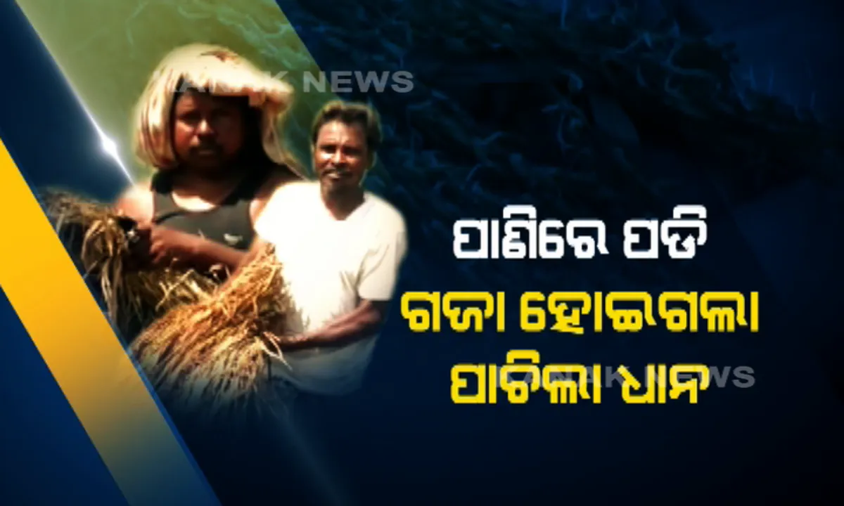  କୁଆପଥର ବର୍ଷା ମାଡରେ ଭାଙ୍ଗି ଯାଇଛି ଚାଷୀର ମେରୁଦଣ୍ଡ । ପାଣିରେ ପଡି ଗଜା ହୋଇଗଲା ପାଚିଲା ଧାନ, ଚିନ୍ତାରେ ଚାଷୀ ପରିବାର ।