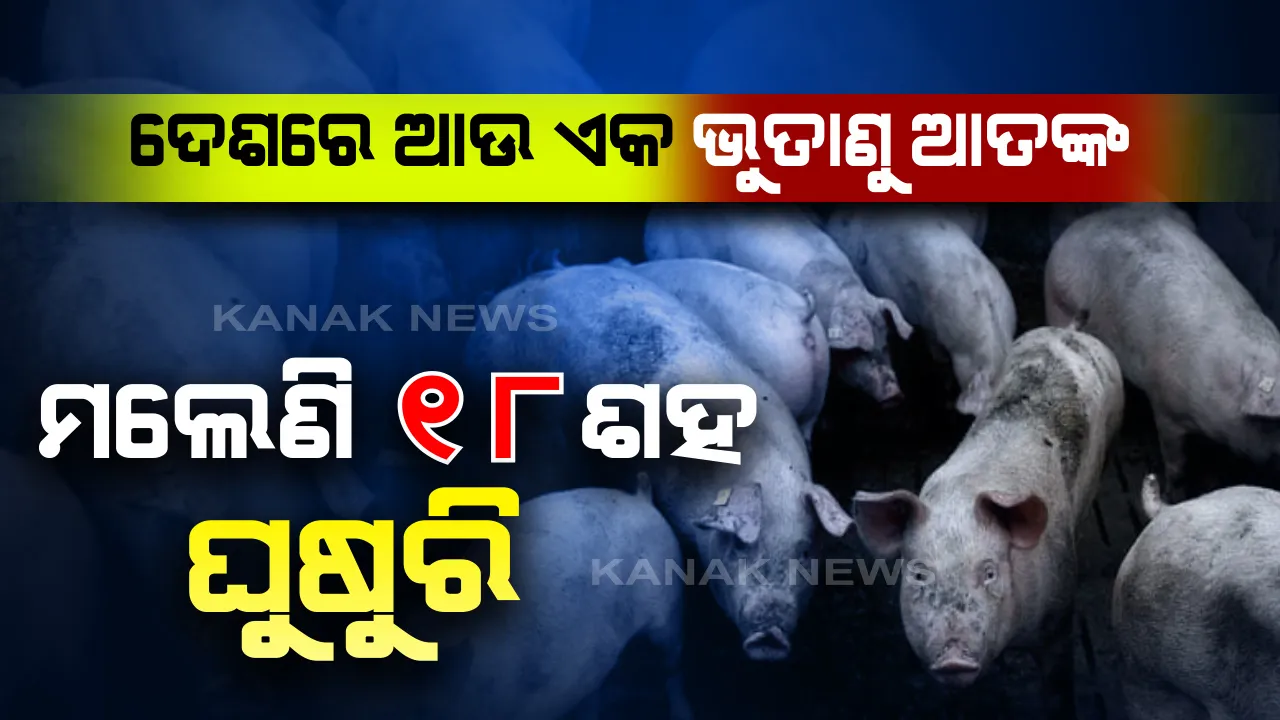  ଭାରତରେ ‘ଆଫ୍ରିକାନ ସ୍ୱାଇନ ଫ୍ଲୁ’ ଆତଙ୍କ: ଆସାମରେ ୨୮ ଶହରୁ ଅଧିକ ଘୁଷୁରି ମୃତ; ଜାଣନ୍ତୁ କରୋନା ସହ କଣ ରହିଛି ଏହି ଭାଇରସର ସଂପର୍କ ଓ ମଣିଷ ପ୍ରତି ରହିଛି କି ବିପଦ ?