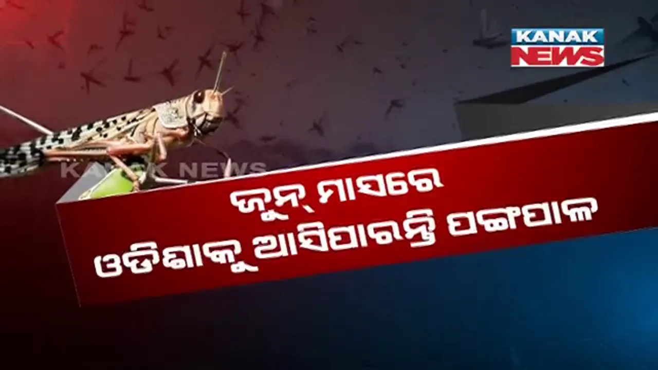  ଓଡ଼ିଶା ମୁହାଁ ଉଡ଼ନ୍ତା ଆତଙ୍କ । ଜୁନ୍ ମାସରେ ଓଡିଶାକୁ ଆସିପାରନ୍ତି ପଙ୍ଗପାଳ, ଚାଷୀଙ୍କୁ ସଚେତନ ଓ ସତର୍କ ରହିବାକୁ ଓୟୁଏଟିର ପରାମର୍ଶ ।