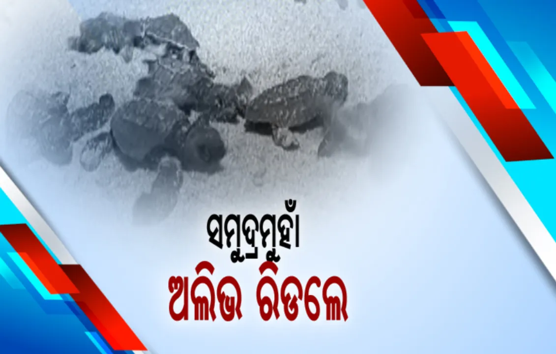  ଅସ୍ତରଙ୍ଗର ଦେବୀ ମୁହାଁଣରେ ହଜାର ହଜାର ଅଲିଭ ରିଡଲେ କଇଁଛଙ୍କ ଅଣ୍ଡାଦାନ: ଦଳ ଦଳ ହୋଇ ସମୁଦ୍ରମୁହାଁ ହେଉଛନ୍ତି ଶିଶୁ ଶାବକ; ଅସ୍ଥାୟୀ ହାଚେରୀରେ ଆହୁରି ରହିଛି ଅଣ୍ଡା