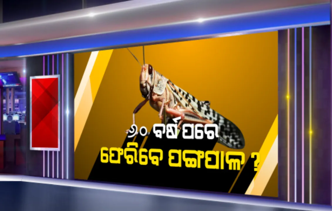  ୬୦ ବର୍ଷ ପରେ ଓଡିଶାକୁ ଆସିପାରନ୍ତି ପଙ୍ଗପାଳ: ଜୁନ ମାସରେ ହୋଇପାରନ୍ତି ଓଡ଼ିଶା ମୁହାଁ; ୬୦ ଦଶକରେ ପଙ୍ଗପାଳ ପ୍ରସଙ୍ଗରେ ଲେଖିଥିଲେ ଗୋଦାବରୀଶ