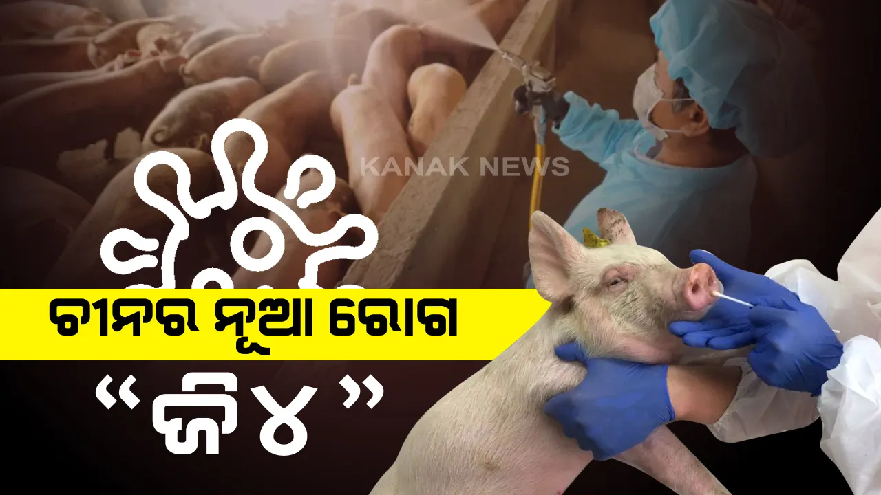  କରୋନା ପରେ ଚୀନର ନୂଆ ଘାତକ ଭାଇରସ୍ : ଘୁଷୁରୀଠୁ ବ୍ୟାପୁଛି ସ୍ୱାଇନ୍ ଫ୍ଲୁର ନୂଆ ରୋଗ , ନାଁ ରହିଛି “ଜି୪” । 